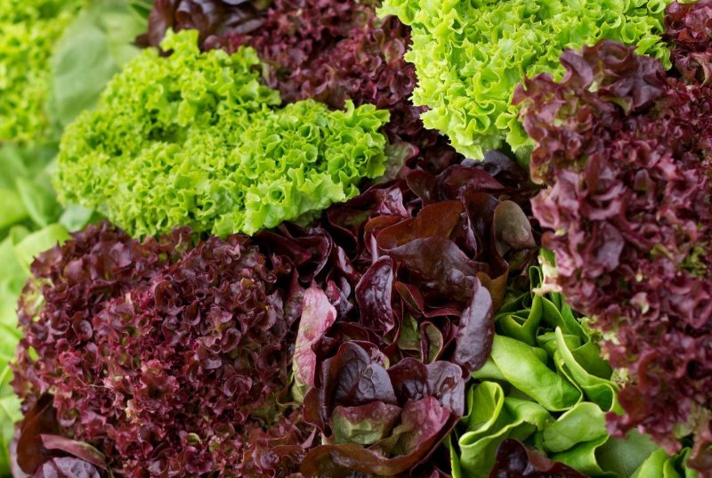 red-leaf-and-green-leaf-lettuce-arrangement-royalty-free-image-477845260-1548273963