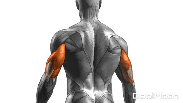 The_Best_Training_Tool_for_Triceps