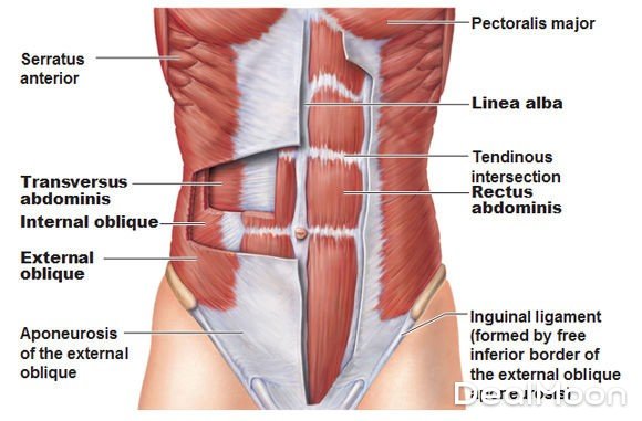 Abdominal-Muscle-strain-1